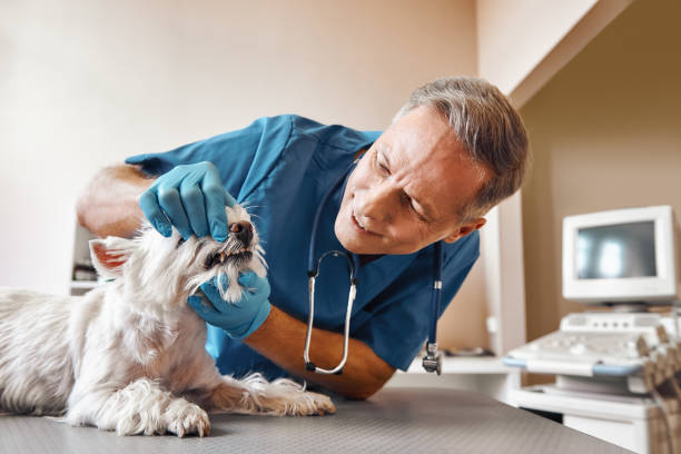 Best Emergency Gum Treatment in Thompsonville, CT